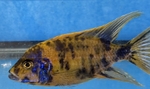 fwcichlidsmp&1752458403 Thumbnail