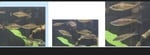 Thumbnail for fwcichlidst1751764422