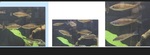 Thumbnail for fwcichlidst1752481202