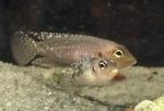 fwcichlidst&1753225952 Thumbnail