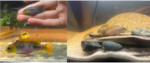 fwcichlidsw&1753668009 Thumbnail