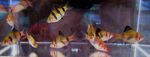 Thumbnail for fwcyprinids1751646605