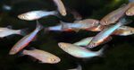 Thumbnail for fwcyprinids1751646606