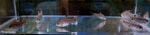 Thumbnail for fwcyprinids1751835603