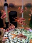 fwcyprinids&1751929203 Thumbnail