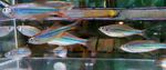 Thumbnail for fwcyprinids1752012603