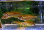 Thumbnail for fwcyprinids1752347415