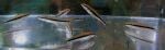 Thumbnail for fwcyprinids1752349803