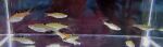 Thumbnail for fwcyprinids1752844227