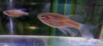 Thumbnail for fwcyprinids1752952815