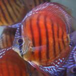Thumbnail for fwdiscus1751619737