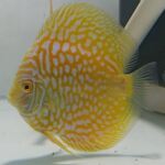 Thumbnail for fwdiscus1751619792