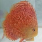 Thumbnail for fwdiscus1751879408