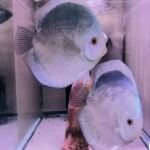 Thumbnail for fwdiscus1752112213