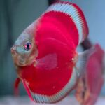 Thumbnail for fwdiscus1752112216