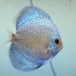 Thumbnail for fwdiscus1752112807