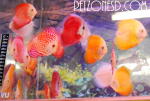 fwdiscus&1752219604 Thumbnail