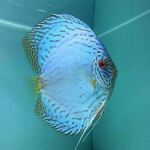 Thumbnail for fwdiscus1752372014