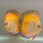 Thumbnail for fwdiscus1752631824
