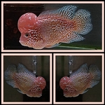 Thumbnail for fwflowerhorn1751356059