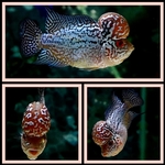 Thumbnail for fwflowerhorn1751356281