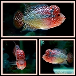 Thumbnail for fwflowerhorn1751356459