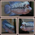 Thumbnail for fwflowerhorn1751356783