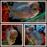 Thumbnail for fwflowerhorn1751357291