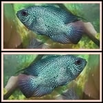 Thumbnail for fwflowerhorn1751357536