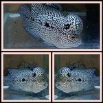 Thumbnail for fwflowerhorn1751358114