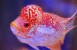 Thumbnail for fwflowerhorn1751437805