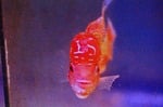 Thumbnail for fwflowerhorn1751437807