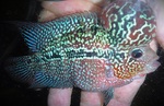 Thumbnail for fwflowerhorn1752213603