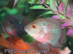 Thumbnail for fwflowerhorn1752219605