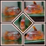 Thumbnail for fwflowerhorn1752516002