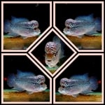 Thumbnail for fwflowerhorn1752516003