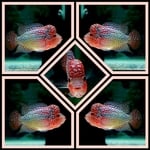 Thumbnail for fwflowerhorn1752516602