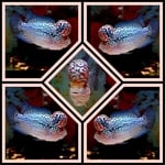 Thumbnail for fwflowerhorn1752516603