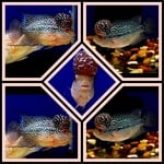 Thumbnail for fwflowerhorn1752517203