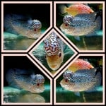 Thumbnail for fwflowerhorn1752517802