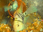 fwflowerhorn&1752821902 Thumbnail