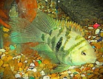 fwflowerhorn&1752821991 Thumbnail