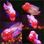 fwflowerhorn&1752880725 Thumbnail