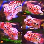 Thumbnail for fwflowerhorn1753364837
