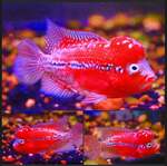 Thumbnail for fwflowerhorn1753364941