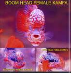 Thumbnail for fwflowerhorn1753365112
