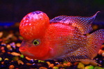 Thumbnail for fwflowerhorn1753365275
