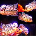 Thumbnail for fwflowerhorn1753365934