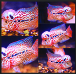 fwflowerhorn&1753397091 Thumbnail