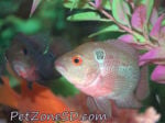 fwflowerhorn&1753429806 Thumbnail